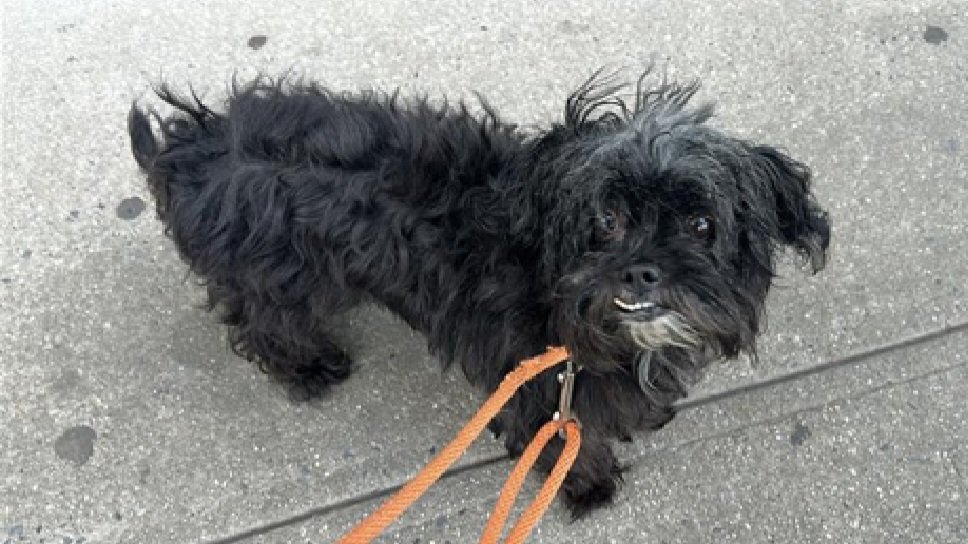 nyc_lilpaws2025's tweet photo. Meet Chip 265871 
#NYCACC #RescueOnly 
He is a tiny 7.2 lb, 7 yr old
Social &amp; affectionate in prev home 
Not a fan of strangers
Fearful in care, snaps, lunges &amp; bites leash
Help Chip find his furever home!
https://t.co/wgpfka4GPD
#Pledge4Rescue #foster #adopt https://t.co/2D2EWBqwb3