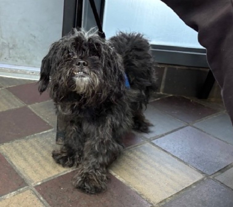 nyc_lilpaws2025's tweet photo. Meet Chip 265871 
#NYCACC #RescueOnly 
He is a tiny 7.2 lb, 7 yr old
Social &amp; affectionate in prev home 
Not a fan of strangers
Fearful in care, snaps, lunges &amp; bites leash
Help Chip find his furever home!
https://t.co/wgpfka4GPD
#Pledge4Rescue #foster #adopt https://t.co/2D2EWBqwb3