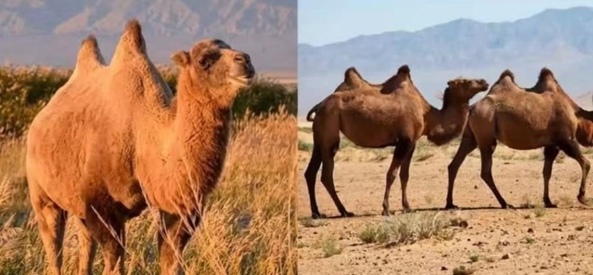 zenabissaa's tweet photo. La vraie force ?
Regarde les camélidés 🐪🔥 Capables de défier la canicule du désert comme le froid polaire, ils incarnent la survie absolue.
#Tchad #Savoir #NatureTD #Désert #Camélidés #FauneSauvage https://t.co/2H49FMq1Ht