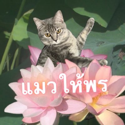 Iaunza's tweet photo. ปราถนาสิ่งใดขอให้ได้สิ่งนั้น!!! https://t.co/fYpeUVzcp0