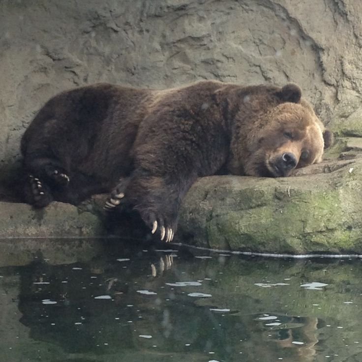 NatureLover_502's tweet photo. sleeping https://t.co/vC3I6jNWVq