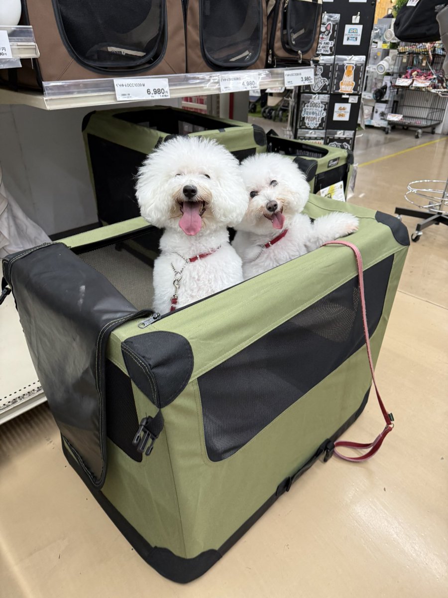 leaf0286's tweet photo. 離れたくない姉妹のために大きいクレートを買いに来ました https://t.co/Se1qNiY8tV