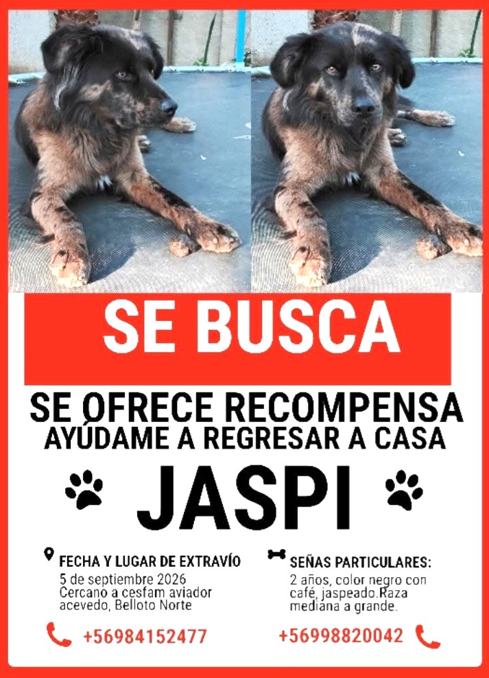 eltuitdemarsh's tweet photo. ¿Ayudamos difundiendo a Jaspi para que se reencuentre con su familia? 
#Quilpué https://t.co/ipZb63nnjJ