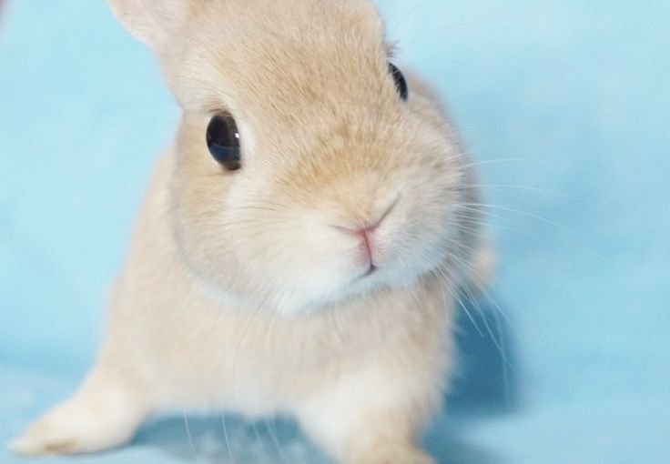 floralapine's tweet photo. ponderin', give the bunny a moment ... https://t.co/qGbTokNNUw