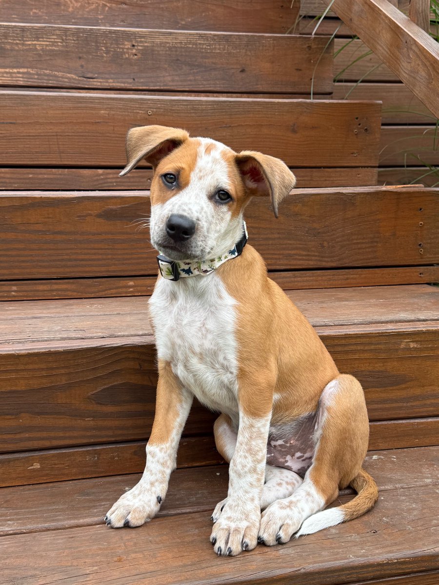 FandomNic's tweet photo. In other news, here's a new picture of Wiggles. I'm obsessed with him. https://t.co/C4Ow2FmkVk