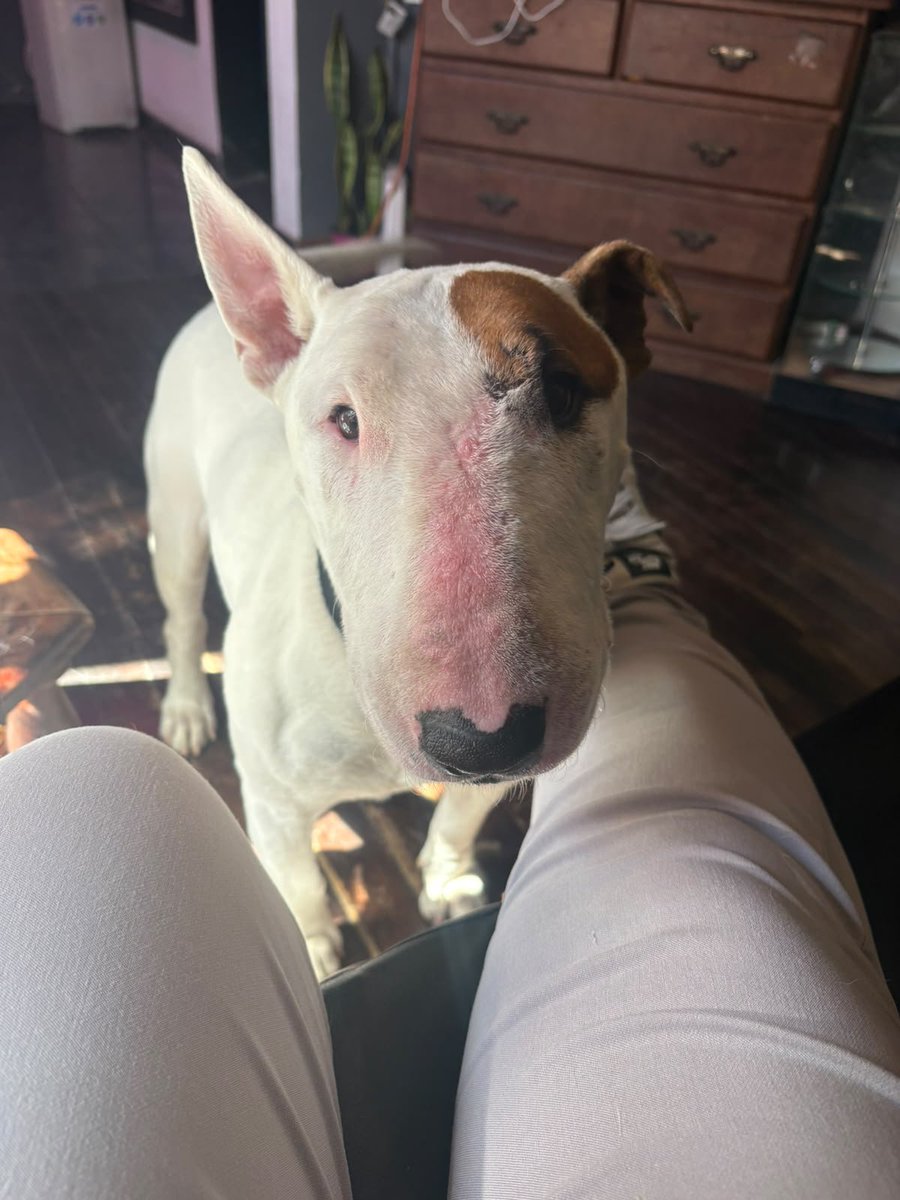 bnclzla's tweet photo. Busco adopción responsable para este bebé, castrado, vacunas al día, se lleva excelente con niños y perrAs. 
Buen carácter y muy dócil, si estás interesado comunícate conmigo🙌
Busco alguien que lo haga uno más en su familia y sobre todo que le hagan upita https://t.co/xdhlE2F1EA