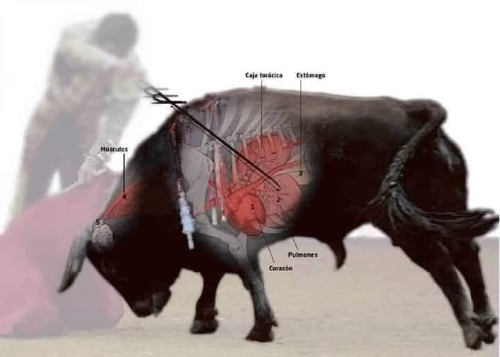 Erta2017's tweet photo. 🆘         

El toro NO muere de una estocada

El toro se tumba porque tiene un neumotórax y el estómago perforado. 
El animal muge de dolor💔
Su sangre inunda sus pulmones pero AÚN no es mortal. 
La muerte podría durar  2/3 hs.sin una estocada final https://t.co/mEGtaDsUze