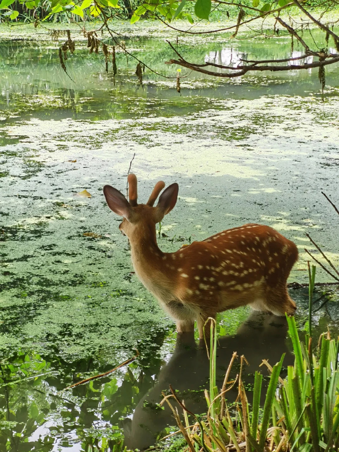b_scrabe_52_975's tweet photo. [When a little deer touches the plum by the rugged embankment, the surging wind whispers the gentle secret of nature.] https://t.co/L5bXtGLptB
