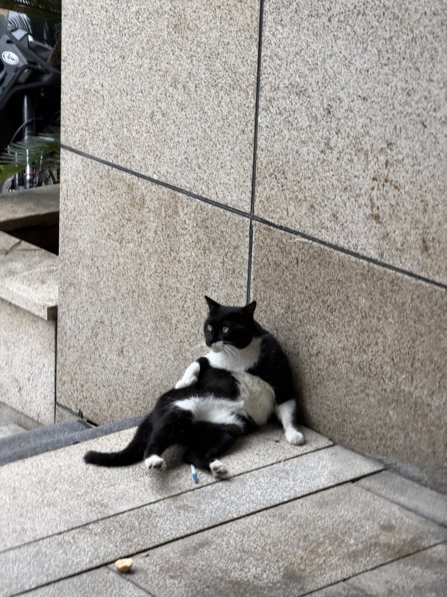 7iou44's tweet photo. 便利店门口的流浪肥猫 还起得来吗 https://t.co/vzSgslSqnO