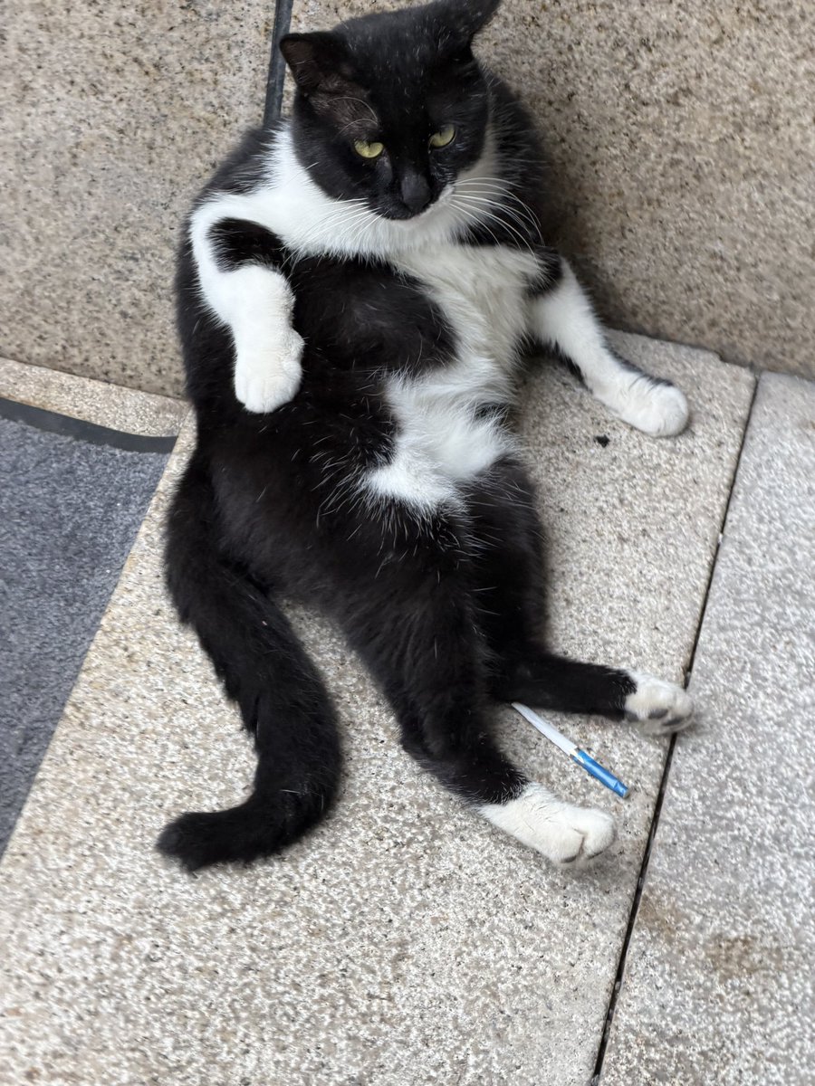 7iou44's tweet photo. 便利店门口的流浪肥猫 还起得来吗 https://t.co/vzSgslSqnO