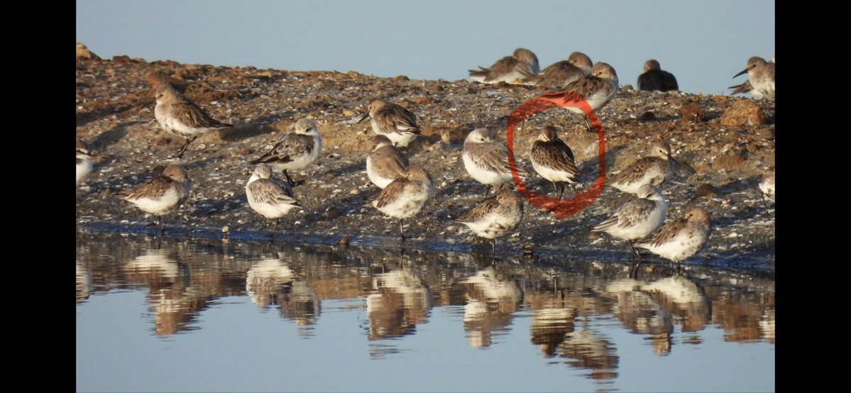 kevinbarryH's tweet photo. @BirdersStore @waderquest ? (on the bund of a saltpan I presume?) https://t.co/JFi57SHOjk