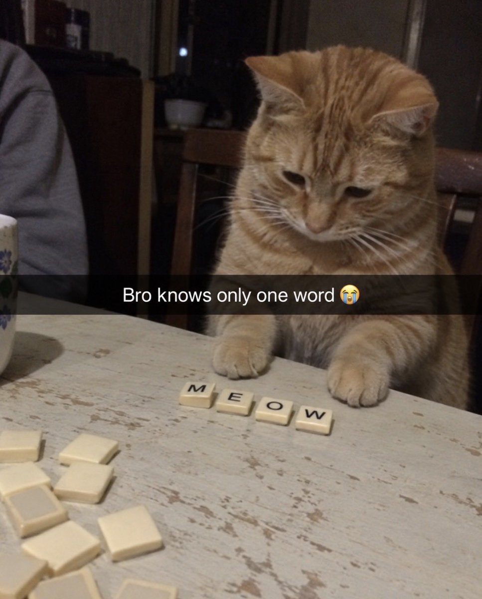 hardcatmemes's tweet photo. https://t.co/GSsrSNx1du