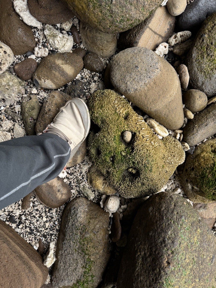 drift_harry_7c5's tweet photo. Walking by the trail, I got my shoe sole stuck on a mossy rock under a waterfall, and a little sparrow tried to peck the seed I was holding—what a cute, sticky, wet surprise! https://t.co/RGcUhXXoKs