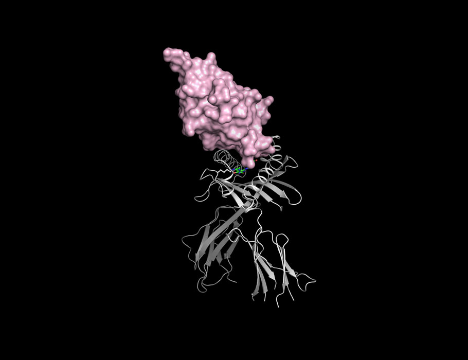 SciImmunology's tweet photo. A new, engineered #nanobody can target complexes comprising the MHC-I-related protein MR1 and antigens, inhibiting MAIT cell responses to bacteria or driving #antitumor T cell activity. 

Learn more in Science #Immunology: https://t.co/gnh6ir56UL https://t.co/A7iledh3f0