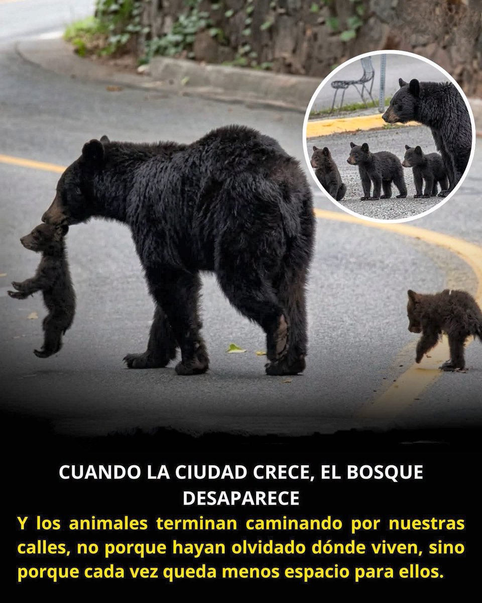 HistoriaNuevaMX's tweet photo. La hipocresía del gobierno de @nuevoleon no tiene madre, por un lado se montan en la condena del daño a los osos y por otro dan permisos de caza por 400 pesos. 

INACEPTABLE https://t.co/w3J2DrAW6T