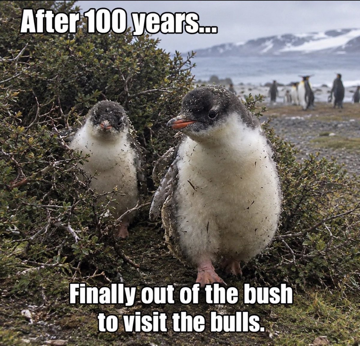 BerryBwlossom's tweet photo. Let me tell you why I CTO’d solana:6qBR7sk15ZVdt1vx6j1JgtkuurK8WrapugFptWQCyzL6.

I stepped in when the market cap was around $30K.

Why?

Because a new penguin species had just been discovered for the first time in roughly 100 years, yet nobody had even bothered to update the DEX.

The token had already done around $1.6M in volume, but the community had gone completely silent.

I looked at that and saw a narrative that was being massively overlooked.

So I started the CTO.

From there, $Pygoscelis went from $30K → $700K.

Then we saw what happens so often on SOL — short-term traders and paper hands started rotating out.

Now we’re sitting around $130K MC.

But my conviction in the narrative hasn’t changed.

I believe this story has the potential to be a $1M+ narrative.

And look at what’s happening outside the chart.

Just hours ago, a TikToker with around 19M followers covered the penguin.

Polymarket posted about it too.

The penguin is spreading across the internet while the token sits at a fraction of its previous high.

That’s exactly why I’m still here.

I didn’t CTO this for a quick flip.

I CTO’d it because I believe the world is only beginning to discover Pygoscelis. 🐧🌎

$Pygoscelis