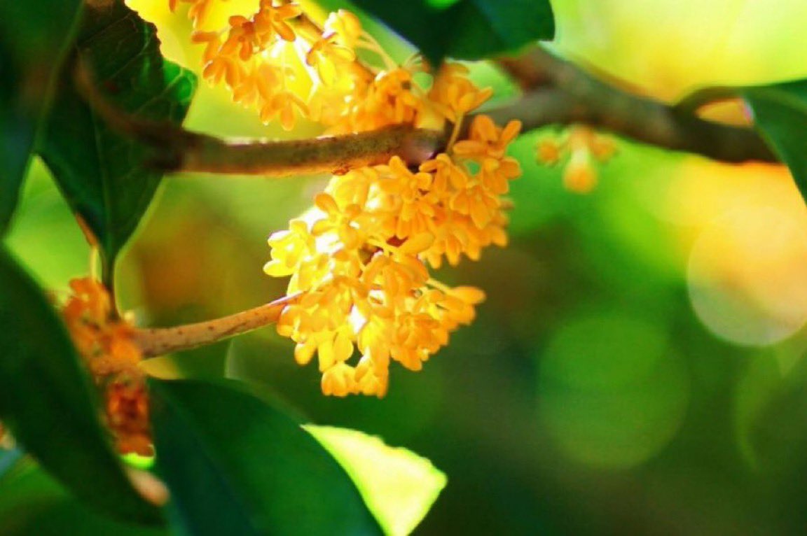 lilacblueblue's tweet photo. 10月1日の花：キンモクセイ(金木犀)
花言葉：真実

モクセイ科
原産地：中国
花期：9～10月
学名はギリシャ語で香り＋花

🍀金木犀は月の植物
月に住む女神が地上の
月見の名所の美しさに
思わず舞いを始めた
月の住人達が金木犀の幹を
叩いて拍子をとると種が落ち
地上にも花を咲かせた

#ﾅｴ花言葉 https://t.co/sEzyGNYXLs