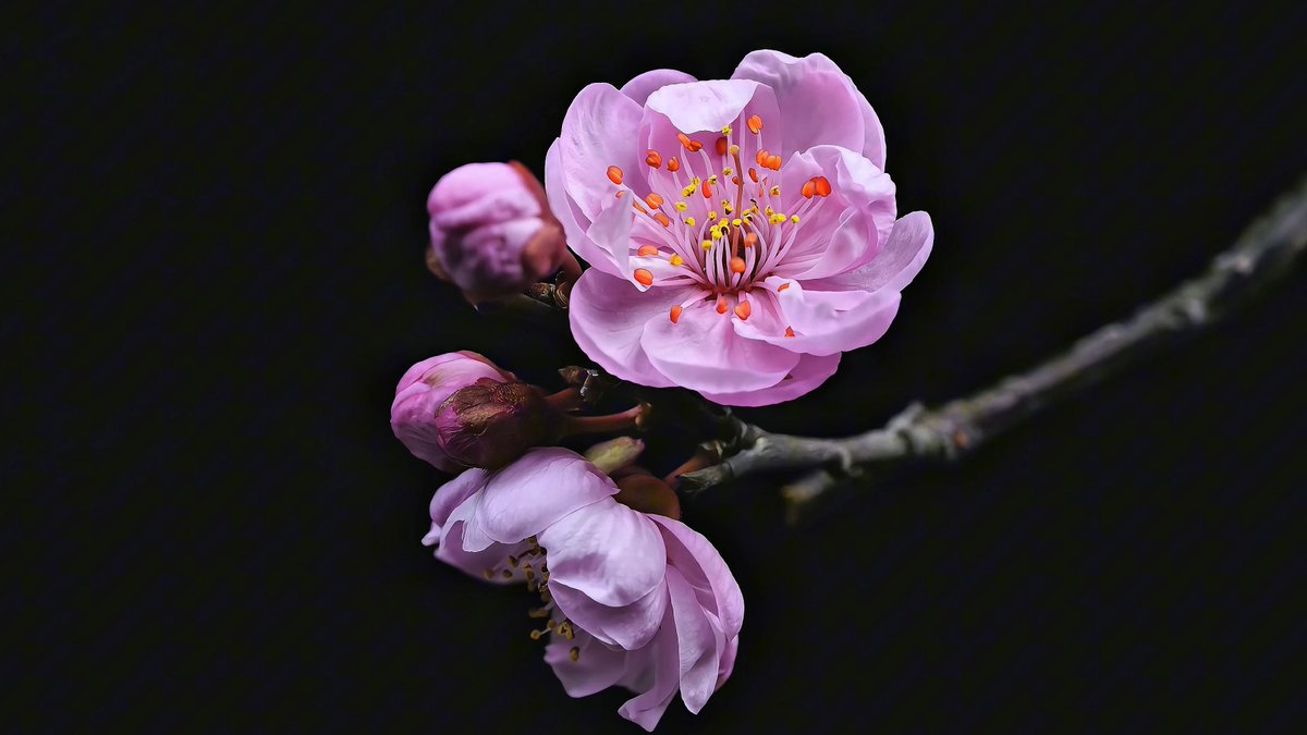 di45268701's tweet photo. [I saw the plum blossoms in reverse with my own eyes today, they are so beautiful]， https://t.co/bNzMJ47Nox