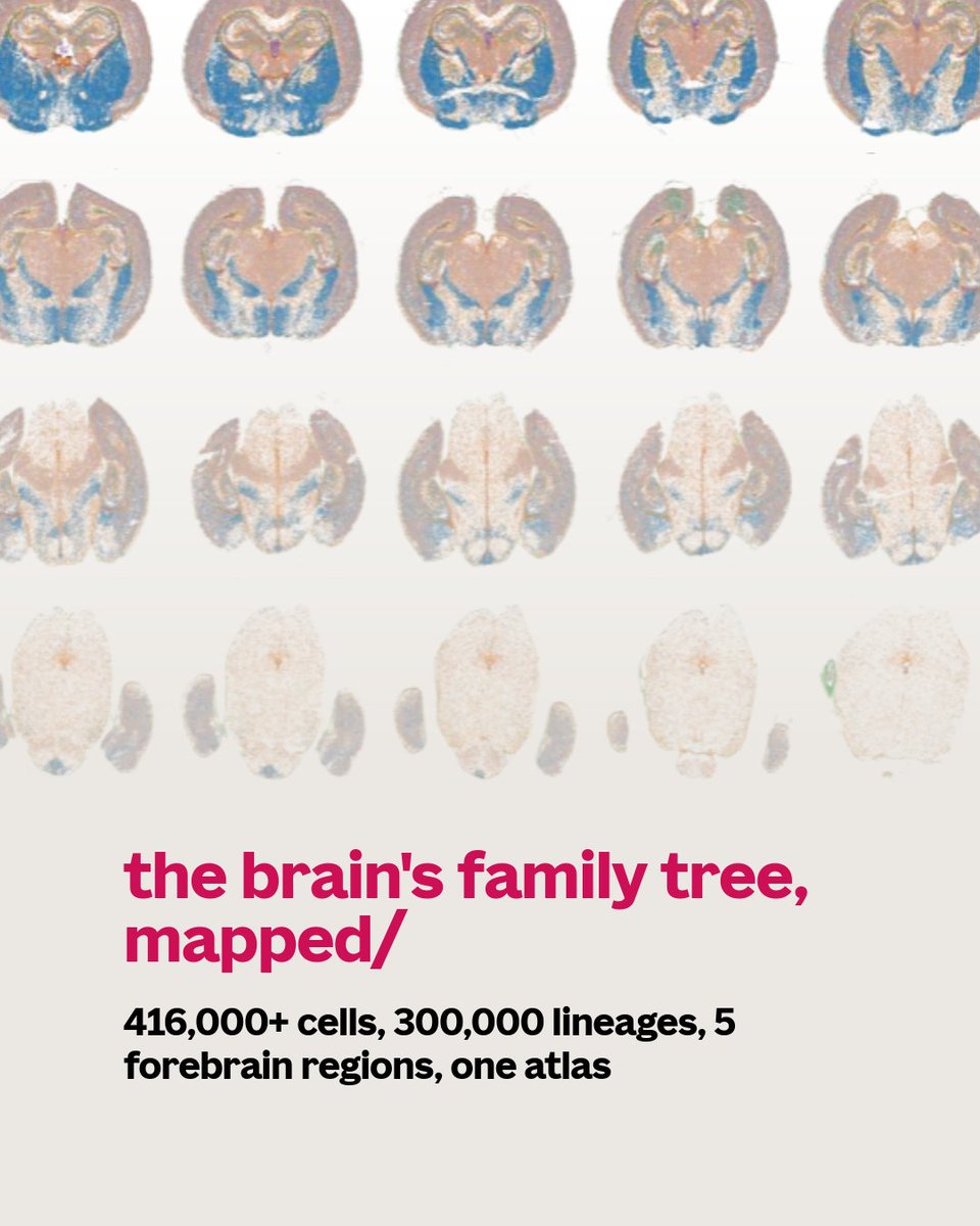 AllenInstitute's tweet photo. How does a small pool of stem cells build a brain with hundreds of cell types, each in the right place? A new Nature paper from UCSF and the Allen Institute follows the forebrain's family tree to find out. Read the paper in Nature: https://t.co/1WdFnGYBze https://t.co/4Utgw0eHM8
