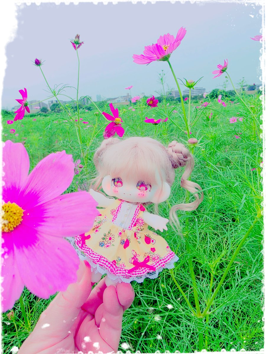 hiramenmango's tweet photo. おはようございます、木曜日☁

久々に早朝から🚴でぽんずちゃんと荒川河川敷にコスモスの確認をしに行ってきました
例年に比べ早めの生育だと思います。
7分咲きかな？
まだこちら閉鎖されてるので中まで入れません。
今週末には良い感じになりそうで開園が楽しみです☺️
 #おはドル 
 #花かごの小部屋 https://t.co/PL1X4jjo4E