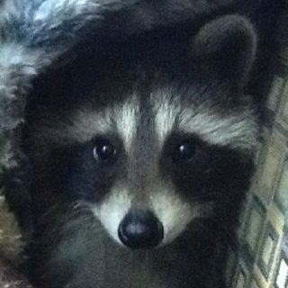 getupcwrdmp3's tweet photo. sweet raccoon lady https://t.co/yKQQpCg8gq