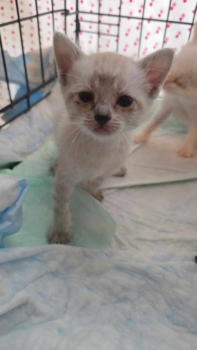 liminal_zzero's tweet photo. Pspsps.. oomfs.. i have kittens.. https://t.co/4ydHDhHRPt