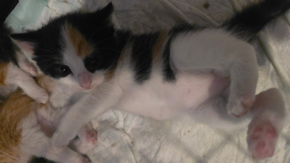 liminal_zzero's tweet photo. Pspsps.. oomfs.. i have kittens.. https://t.co/4ydHDhHRPt