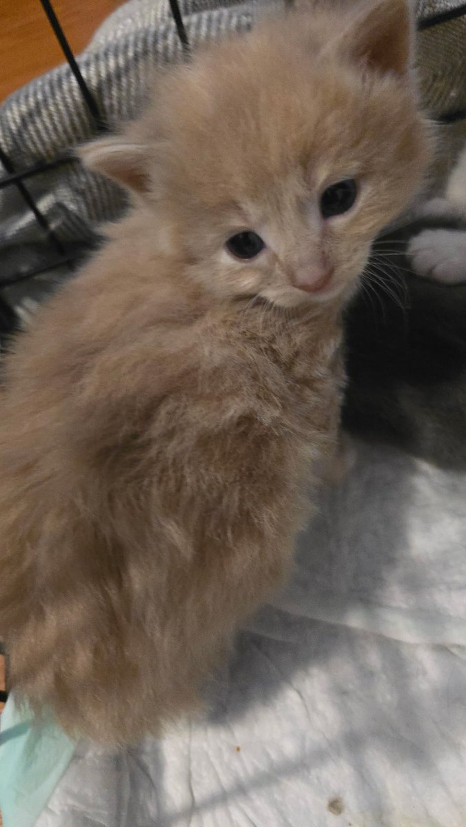 liminal_zzero's tweet photo. Pspsps.. oomfs.. i have kittens.. https://t.co/4ydHDhHRPt