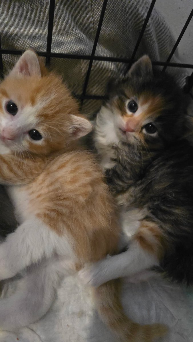 liminal_zzero's tweet photo. Pspsps.. oomfs.. i have kittens.. https://t.co/4ydHDhHRPt