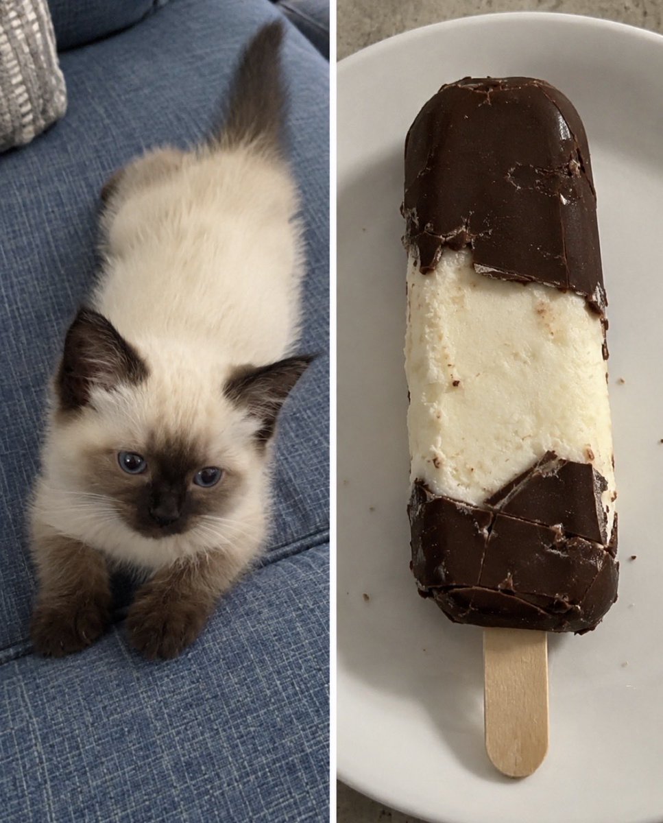 hardcatmemes's tweet photo. https://t.co/2u9lCu3V2F