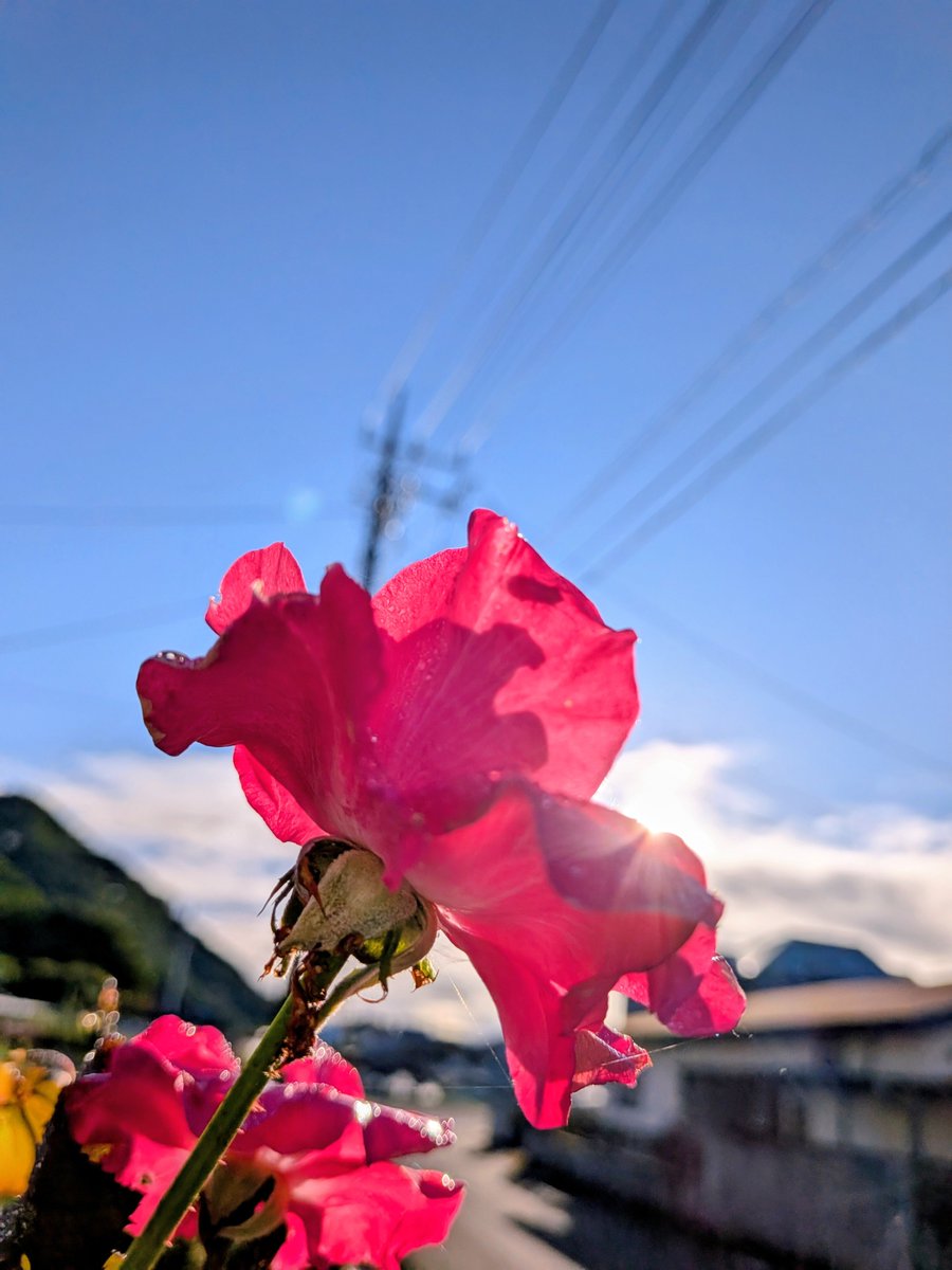 efgck2's tweet photo. #おはよう
#イマソラ
#朝日
#青空

あーーきもちいいー
朝日 https://t.co/wqPD5DTDfF