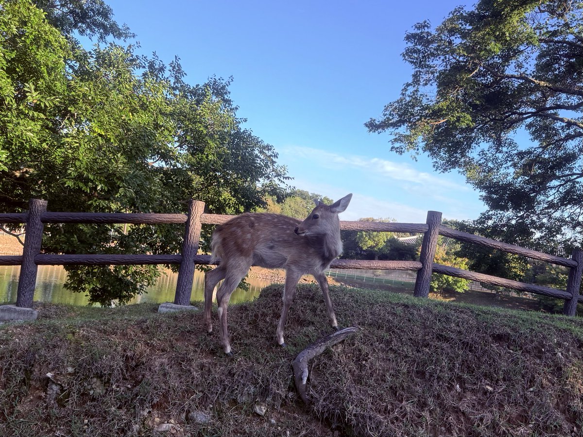 NknsMtyk's tweet photo. 🦌☀️おはようございます🦌☀️👍👌😃
今日は晴れ☀️気温19℃半袖では寒いです今日から10月🔟頑張りましょう
10月もよろしくお願いします🙇‍♂️☀️🦌👍👌😃 https://t.co/CNC4JeaFAT