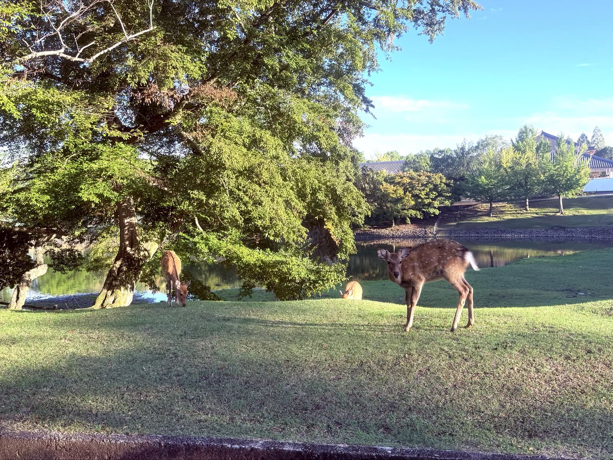 NknsMtyk's tweet photo. 🦌☀️おはようございます🦌☀️👍👌😃
今日は晴れ☀️気温19℃半袖では寒いです今日から10月🔟頑張りましょう
10月もよろしくお願いします🙇‍♂️☀️🦌👍👌😃 https://t.co/CNC4JeaFAT