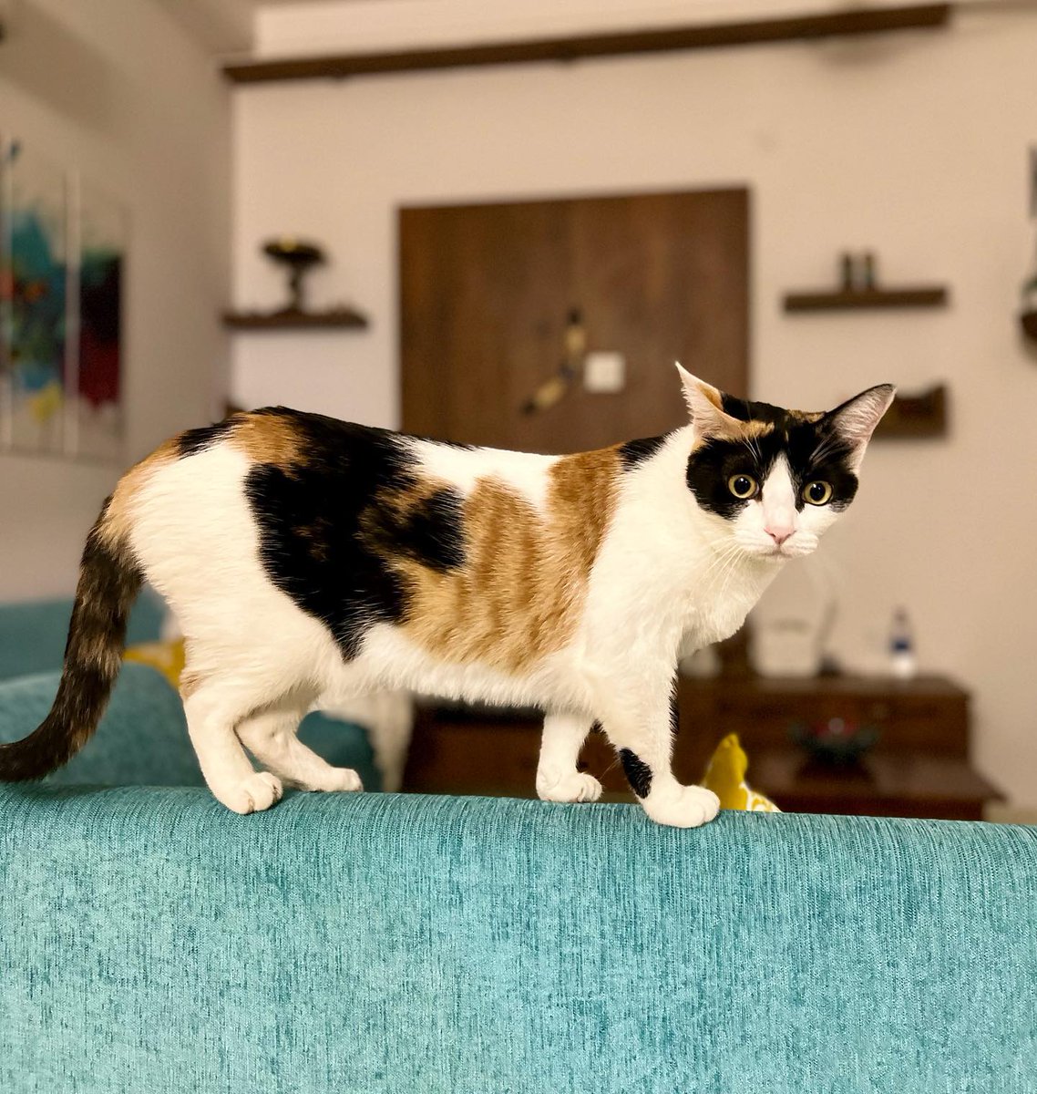 camilathomas20v's tweet photo. Do I look marvelous? https://t.co/v6PS4Lcpsb