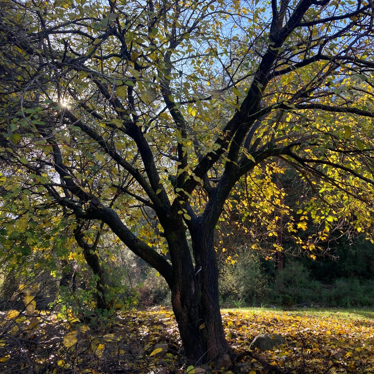 e7773_868's tweet photo. [The sun shines on the mane, and the bodhi tree sways gently with a dry cough as leaves drift] https://t.co/OoJtWHUyQY