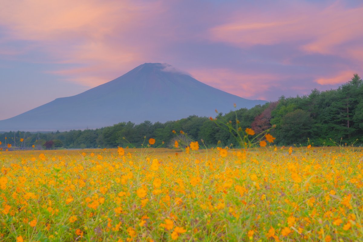ikebanadoctor's tweet photo. 🌅 夜明けの雲が桃色にほどけるころ、キバナコスモスの向こうに富士山が姿を見せました。去年の九月の終わりに。

🌅 Pink dawn clouds, and Mt. Fuji rising beyond the yellow cosmos. Late September, last year.

#花の都公園 #japanphotography https://t.co/5PUxPEyqKf