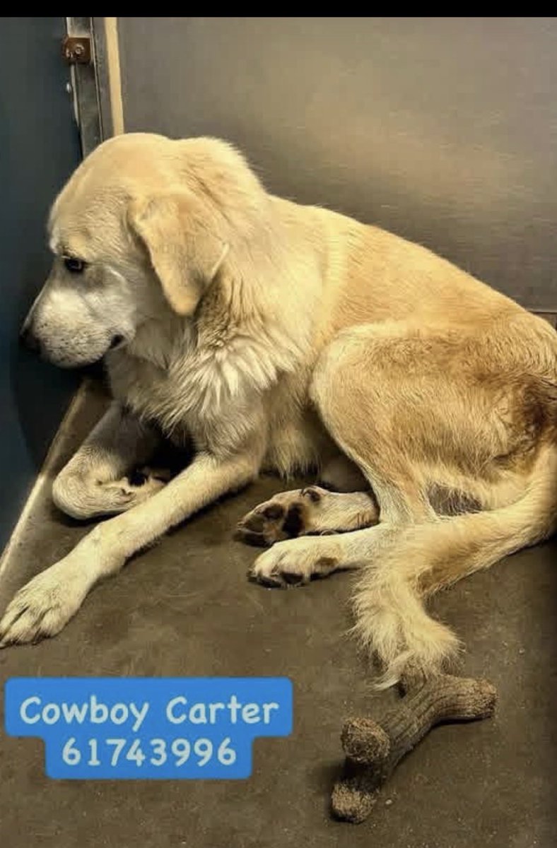 KellyG581976179's tweet photo. 🚨Critically urgent in North-Central Texas-Adopter or Foster Needed

 Due to be Killed tomorrow , Thurs after 5pm  CT‼️

This is very handsome, , 2 year old, Cowboy Carter.  He’s had a bad life .  He was found as a stray, and is terrified in the shelter .  He trembles in fear in the corner. 

He’s located at , Fort Worth Animal Care & Control - Silcox.  Please go and adopt or offer to foster him so a rescue can pull him.

He doesn’t deserve to lose his life for being terrified.  Please share Cowboy Carter. He’s almost out of time.💔🙏

#FortWorth #TX #Dallas #Arlington #Plano #Irving #Garland #Frisco #McKinney #GrandPrairie #Denton #Mesquite #Waco #Carrollton #Louisville #Tyler
