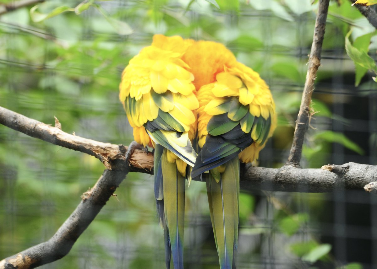 cliche_mist's tweet photo. Phoebe and Petey, today at @assiniboinezoo #SunConure #Birds #NikonD700 #NikonPhotography https://t.co/xSriyDEObs