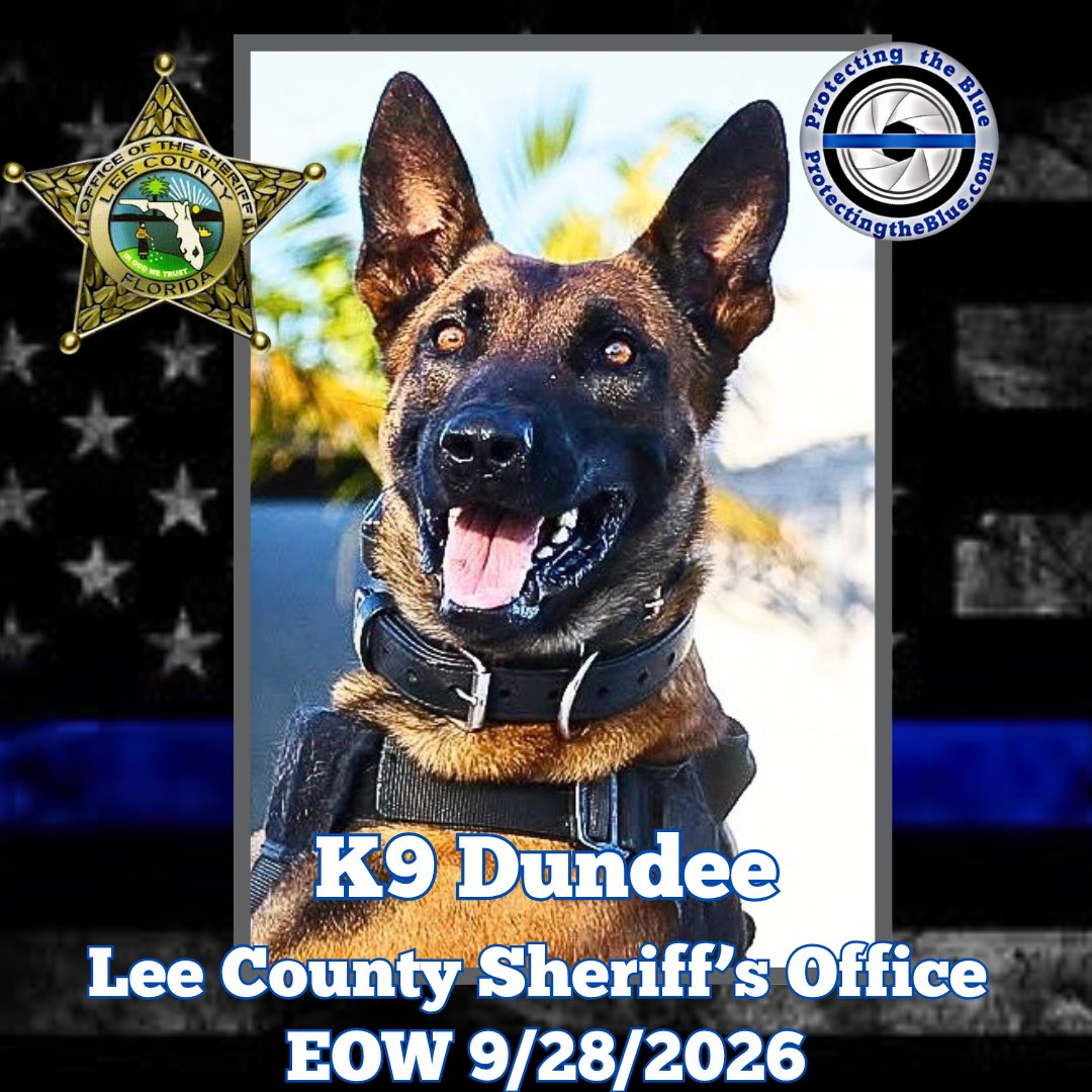 protectingblue's tweet photo. K9 Dundee died after apprehending a subject who fled on foot after a traffic stop on Eland Drive in North Fort Myers. 

When deputies approached a car that was parked facing the wrong way, five passengers ran from the vehicle. K9 Dundee and his handler successfully tracked one of the subjects into a wooded area. After apprehending the subject, K9 Dundee became unresponsive. Despite life-saving measures, K9 Dundee passed away. 

Deputies had been providing extra patrol in the area due to recent burglaries. After searching the car, deputies found marijuana, a BB gun, and a black ski mask. Five subjects were arrested and face charges ranging from possession of marijuana, child in violation of imposed conditions, and contributing to the delinquency of a minor.  

K9 Dundee had served with the Lee County Sheriff's Office for over two years. He is credited with 174 deployments and 28 apprehensions.

🖤🙏💙🙏🖤