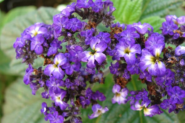 PYC_JFT's tweet photo. おはようございます 

10/1(木) 今日の誕生花

ヘリオトロープ
花言葉：愛よ永遠なれ

たくさんの愛を大好きなあなたが受け取ってくれますように🍀🍀 https://t.co/eFJ53dQGPr