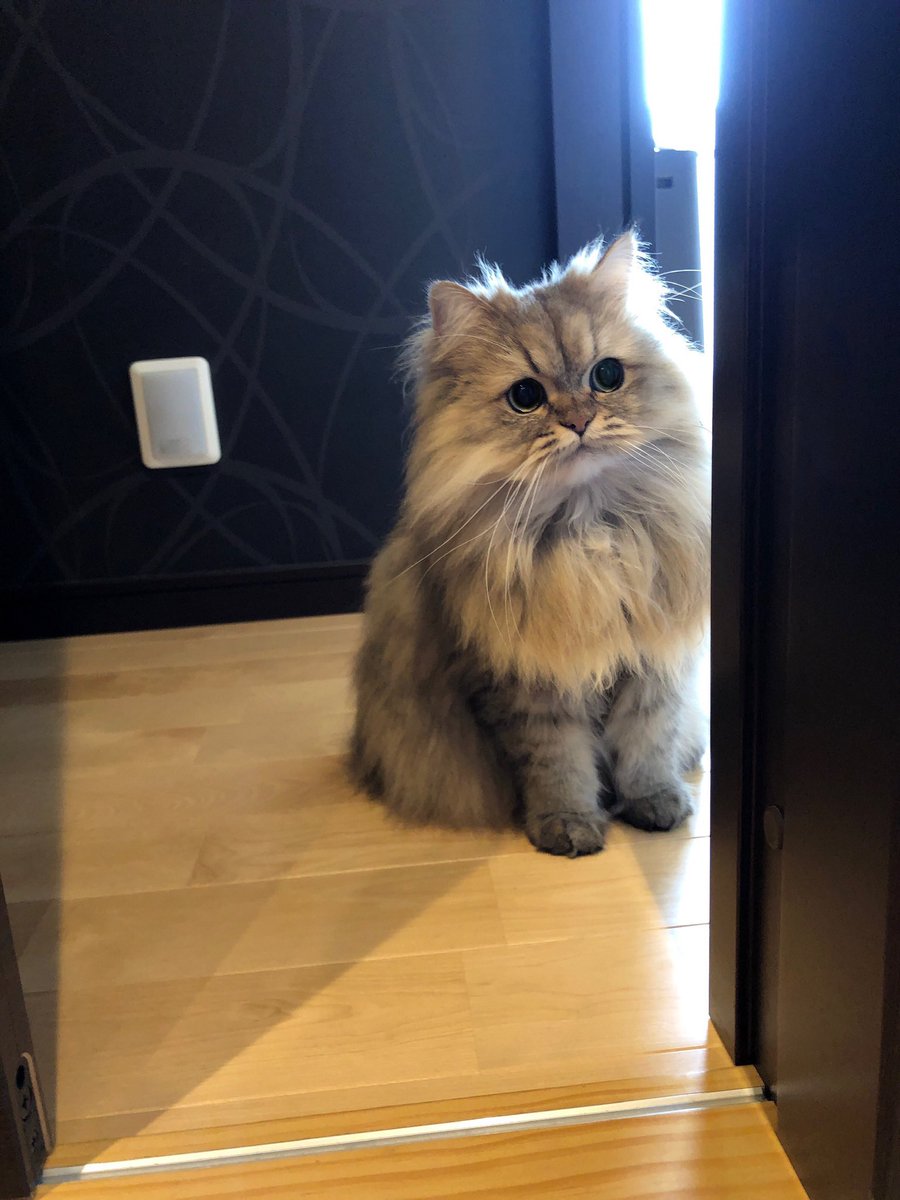 UphQepCv8J's tweet photo. 起きたパピ🐱 https://t.co/dx0UUSIb8I