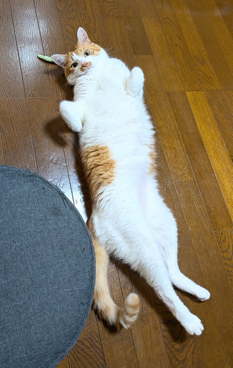 yuriha313's tweet photo. 翼くんぽい等身の猫⚽️
🐱<ボールが友だちにゃ

リンガーハットでちゃんぽん＆焼き焼売
美味しい…が豚肉はもう少しどうにかならないかなー
業スーの一番安い冷凍スライス肉よりペラペラかも🥩
いっそひき肉にしたらどうかな… https://t.co/QdHY5YiawP
