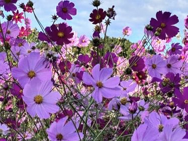 Ricorin131's tweet photo. 🌿🌸🌿･.｡*･.｡*🌿🌸🌿･.｡*･.｡*🌿🌸🌿

朝晩は♡すっかり♡涼しくなって♡

肌寒い日も♡風邪ひかないようにね♡

10月は♡秋晴れに♡恵まれますように♡

今月も♡よろしく♡お願いします♡

🌿🌸🌿･.｡*･.｡*🌿🌸🌿･.｡*･.｡*🌿🌸🌿

#秋桜
#TLを花でいっぱいにしよう https://t.co/7fXxNtiLYv