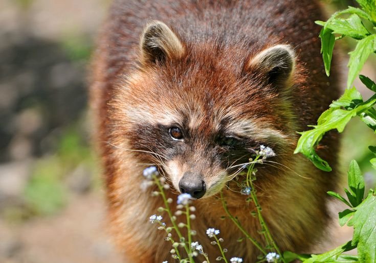 getupcwrdmp3's tweet photo. one more sweet raccoon before bed Goodnight https://t.co/faTuaZ2bRl