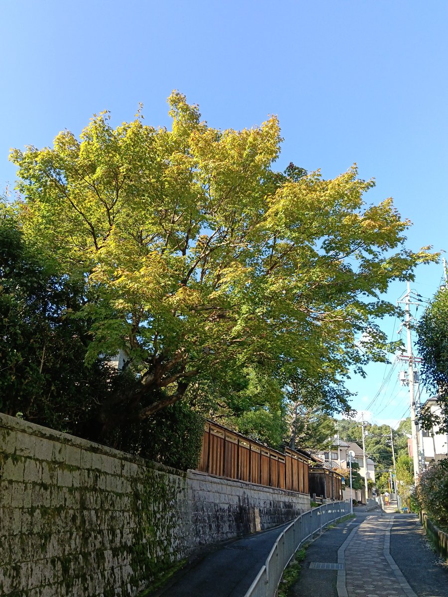 kaheno03's tweet photo. おはようございます。今朝の室温22℃湿度68%、予想最高気温は昨日より2℃高い29℃です。
昨日は先週祝日の振替で長寿会の稽古。
勘違いされてると思われる方、体調不良の方もあり少なく寂しかったです。
お天気は清々しい秋晴れでした😊

#朝活臨書 #升色紙 https://t.co/b31KoM02Su