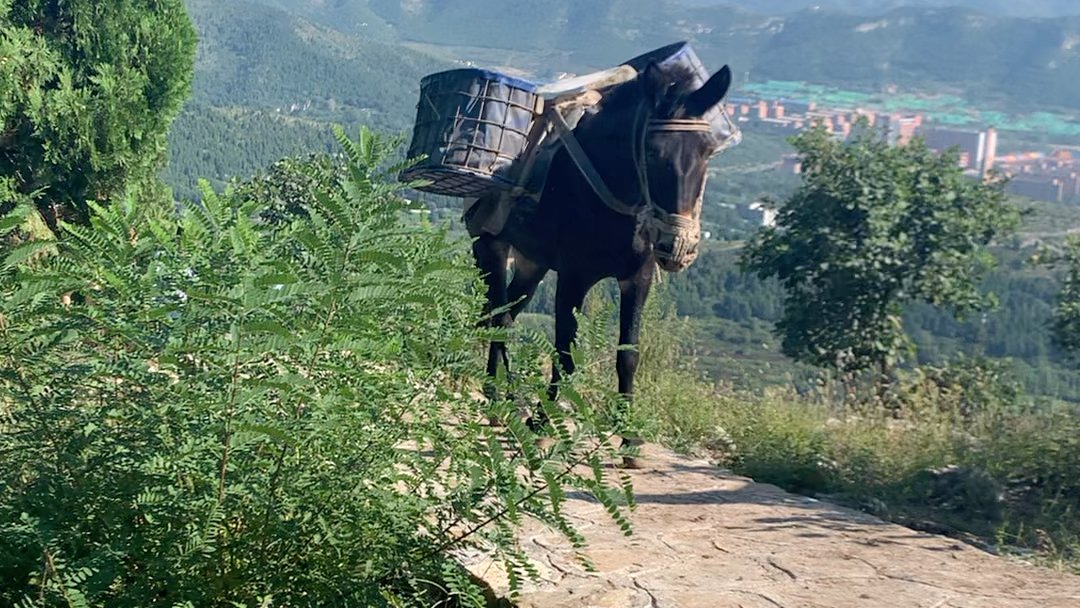 biasmk_'s tweet photo. [Yesterday we met a cute little donkey with a cool embedded pattern, and his brave owner led us to a fun countryside path!] https://t.co/Y0fg2xflJt