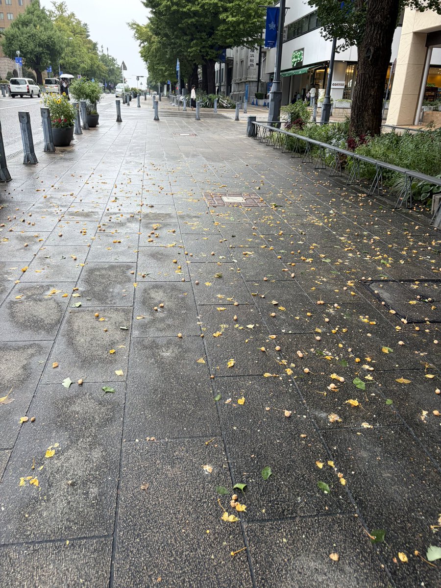 sawami_saba's tweet photo. 気づけば銀杏香る季節となりました。おはようございます。小雨降ってます。 https://t.co/TPvmZDJ3gU