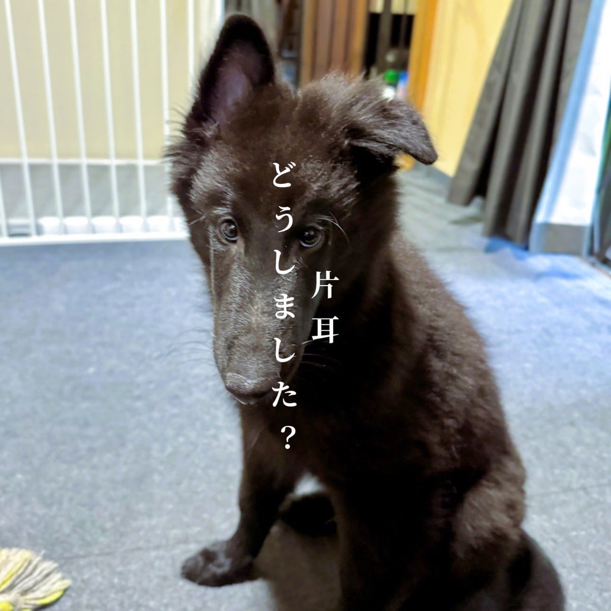 Fernetotrock's tweet photo. トンカツ食べたい‼️  ★一口トンカツ ★豚の角煮 ★海苔スープ ★きゅうりと茗荷のたたき
 ご飯が進む😆 と奥さんはトンカツより角煮の椎茸と大根でご飯を食べ勧めた
 なぜ
 耳が安定せず湿気の高い時片耳が垂れてしまうアーテル君 #おうちごはん  #トンカツ  #豚の角煮  #Groenendael https://t.co/lTd3GUJQ3Q