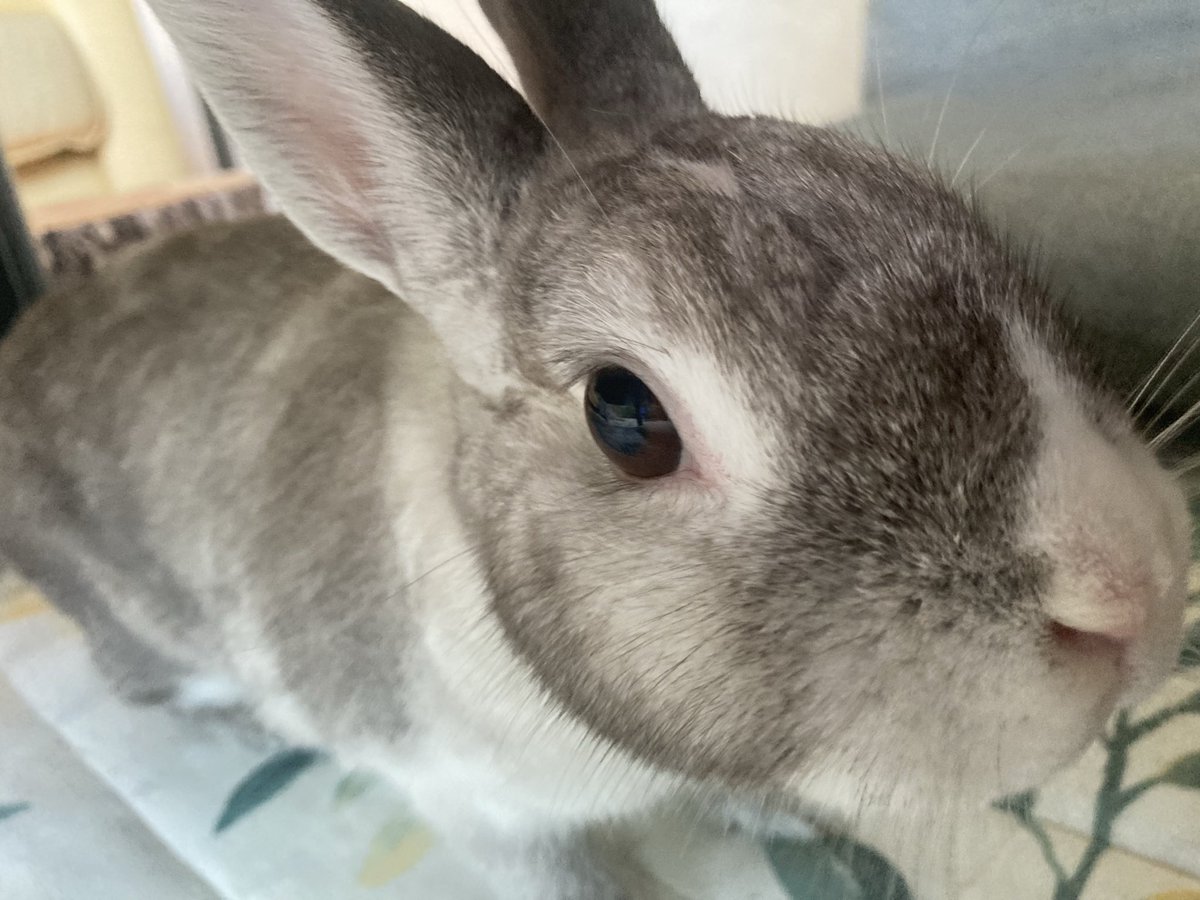 sekine460's tweet photo. おはようございます🐰
庭んぽしたので満足
それにしても昨日は暑かった。9月末なのに真夏日の気温
公園のサクラも暑そう☀️
#ウサギ
#うさぎ
#天気 https://t.co/9LexhdKV5Q