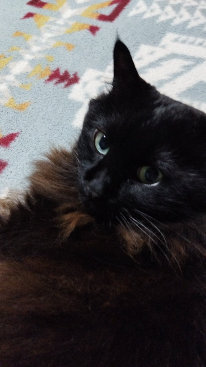 maochankuroneko's tweet photo. とうさんは21にちから
やまぐちけん
いくんです https://t.co/RB5E4c0uk5